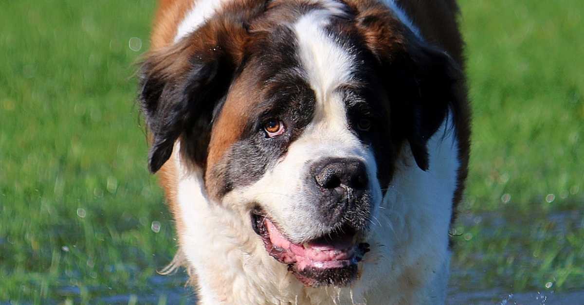 Saint Bernard Choses A Savoir Sur La Grande Race De Chiens Super