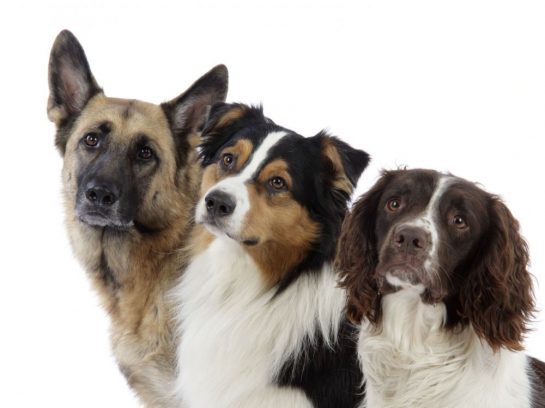 Quelles Sont Les Differentes Races De Chiens Super Chien Chat