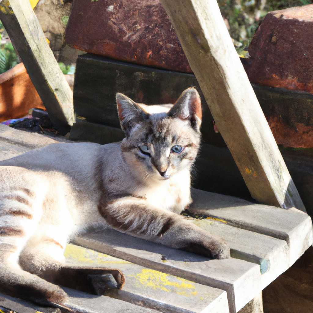 Les Chats Les Plus Affectueux Quelle Race Choisir Super Chien Chat