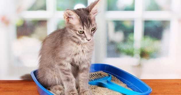4 conseils pour entraîner un chaton à utiliser une litière
