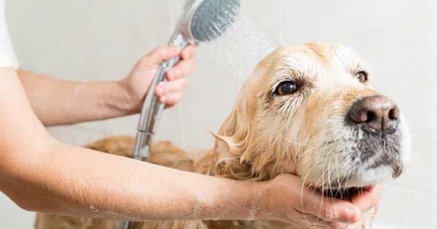 Facile de bricolage toutes les races de chiens de toilettage – 7 conseils