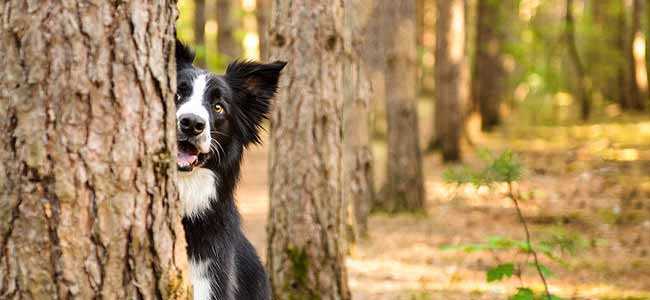 Truc essentiel de formation canine pour les propriétaires de chien