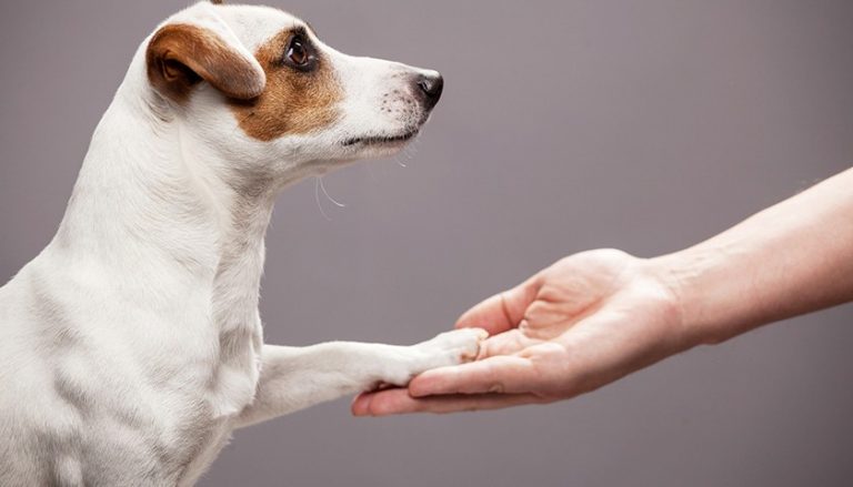 3 bouts simples de soin de chien des pros