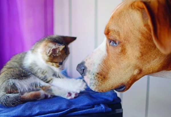 5 raisons pour lesquelles les chats sont meilleurs que les chiens comme animaux de compagnie