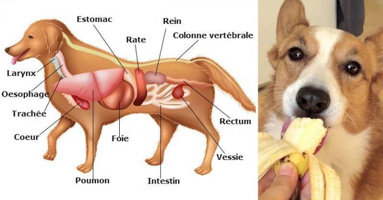 avantages et astuces daliments pour chiens a haute teneur en fibres