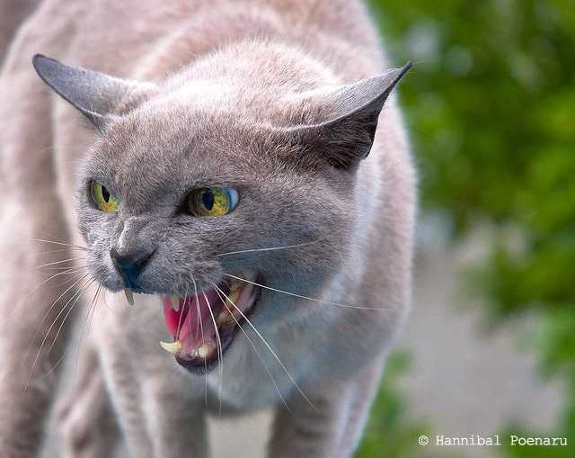 comment conduire un chat 3 cles pour apprendre a votre chat a marcher en laisse