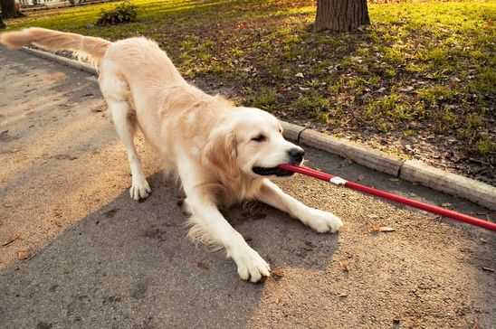 comment incorporer la formation de chien dans le jeu et lexercice de chien