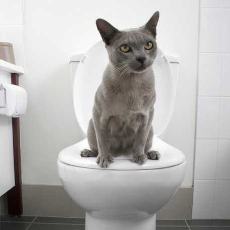 comment toilettes former votre chat