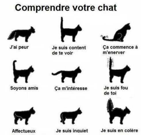 comprendre le comportement du chat