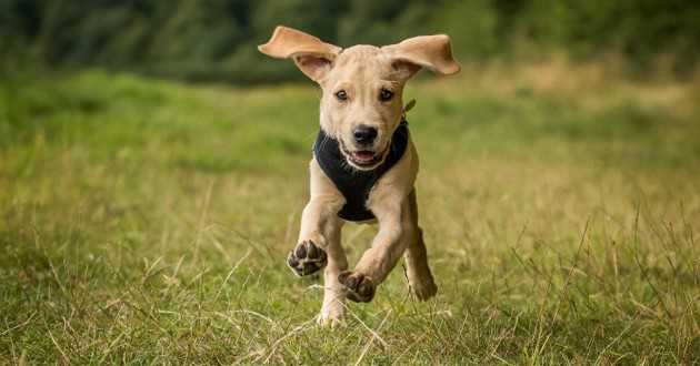 conseils de dressage de chiens chaque proprietaire doit se rappeler