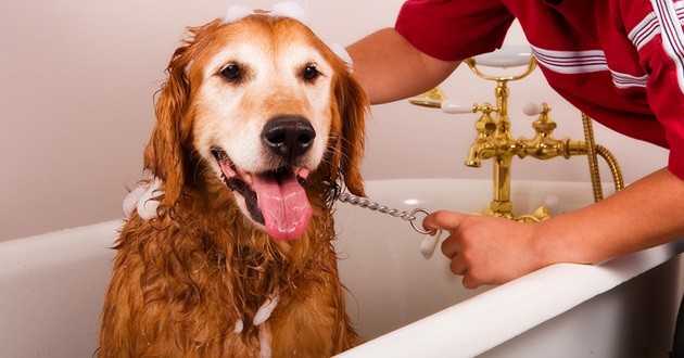 conseils de toilettage pour chiens 5 choses a savoir