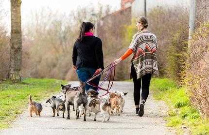 conseils pour choisir le bon chenil de pension pour chien