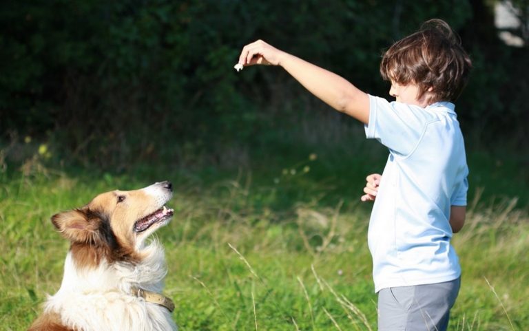 conseils pour choisir un dresseur de chiens