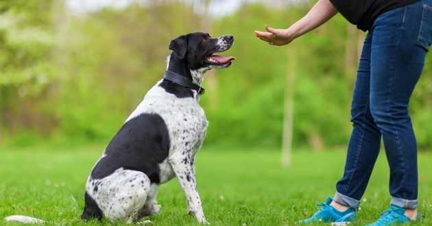 conseils pour dresser un chien