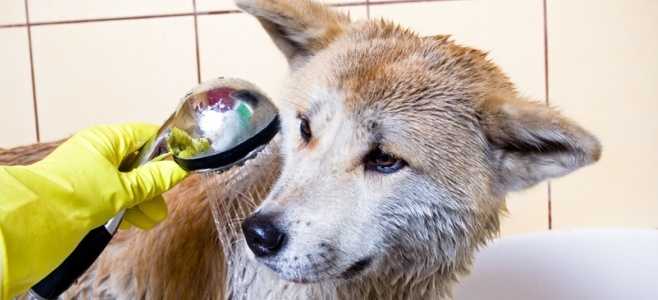 conseils pour samuser a lheure du bain avec vos animaux domestiques