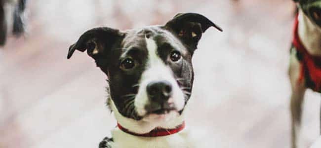 cours dobeissance aux chiens sont ils meilleurs que la formation de chien prive