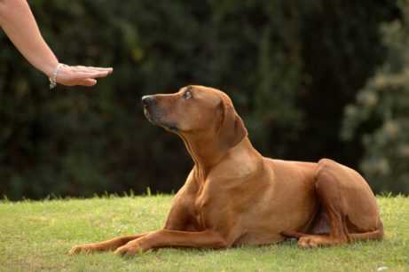 Dressage de chiens – Un guide étape par étape pour construire un chien d'obéissance solide