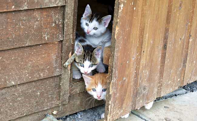 entrainez votre chaton trucs et conseils