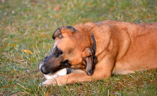 entrainez votre chien avantages et conseils pour la formation de chien reussie