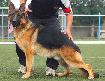 formation de chien de berger allemand