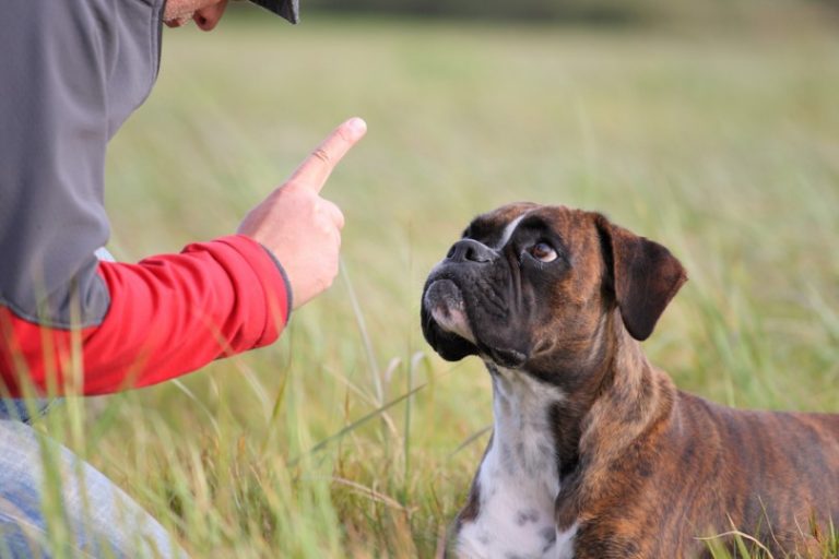 les 5 etapes de la formation de chien reussie