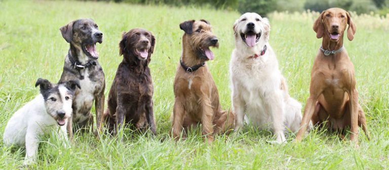 limportance de la formation de chien