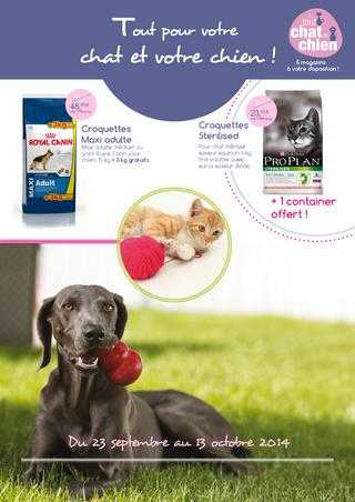 pet summer safety 12 conseils pour proteger votre chat et votre chien