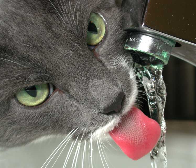 rein chez un chat conseils pour reconnaitre les signes dinsuffisance renale chez le chat