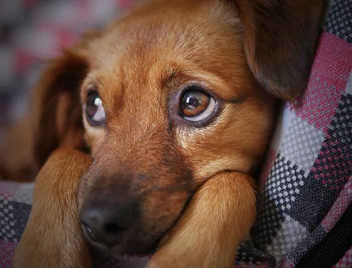 six conseils surefire pour aider votre chien a rester a lecart du mobilier