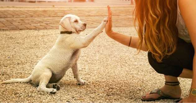 trois concepts de base de formation de chien