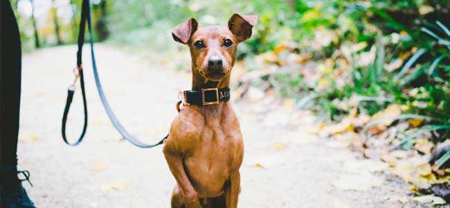 pourquoi les dresseurs de chiens reussissent dans la formation de chien