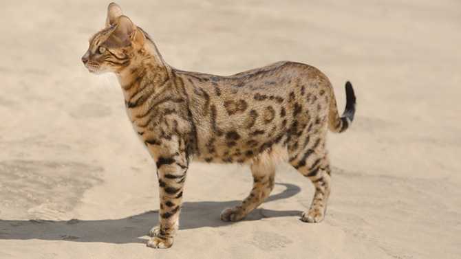 savannah cat quelle generation vous convient le mieux