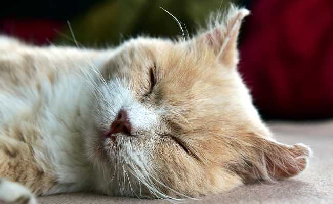 7 bonnes raisons de toiletter regulierement votre chat