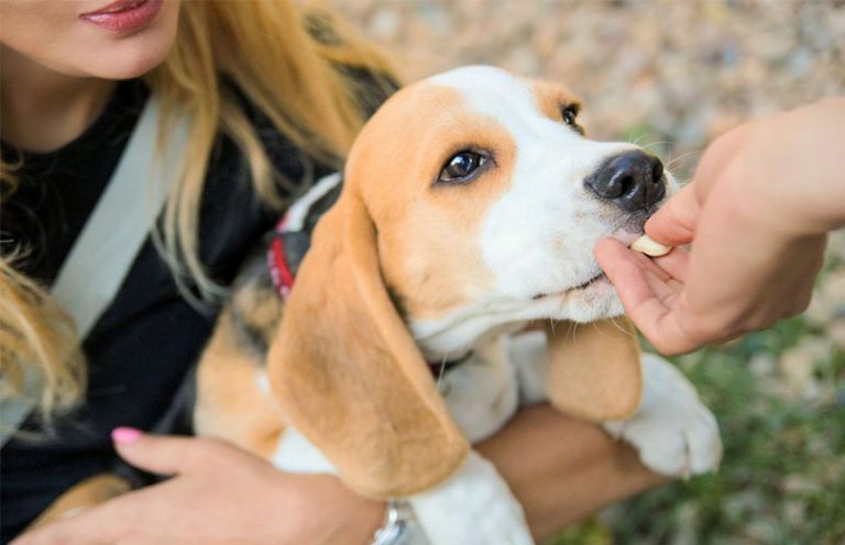 des gateries saines que vous pouvez donner a votre chien