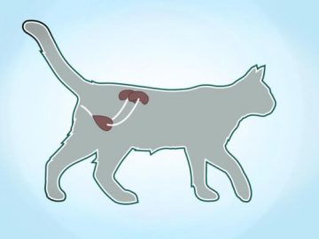 remedes naturels pour les chats atteints dinsuffisance renale