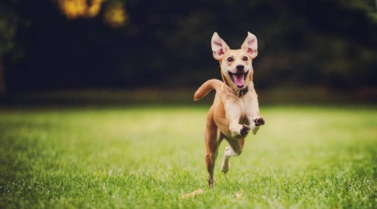 4 meilleures facons de garder votre chien en bonne sante