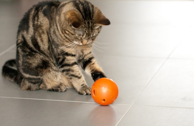 5 excellents jouets et jeux pour chats qui ne vous coutent rien