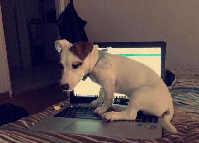 cambriolage un chiot ou un chien