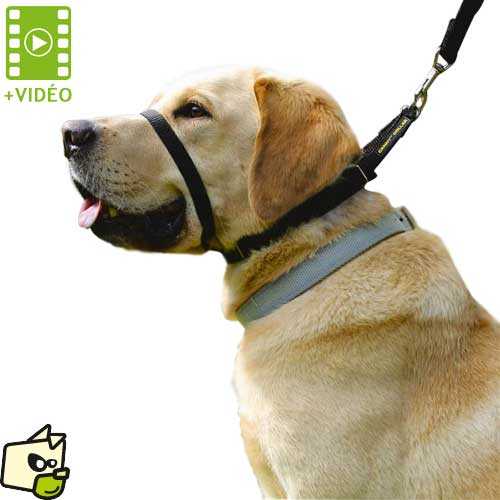 collier de dressage pour chien conseils contre la douleur pour empecher les aboiements du chien