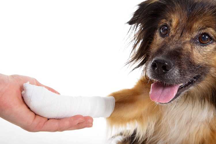 comment guerir la blastomycose chez le chien