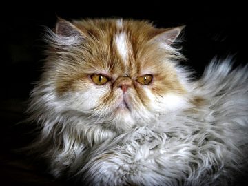 les avantages et inconvenients de posseder un chat persan