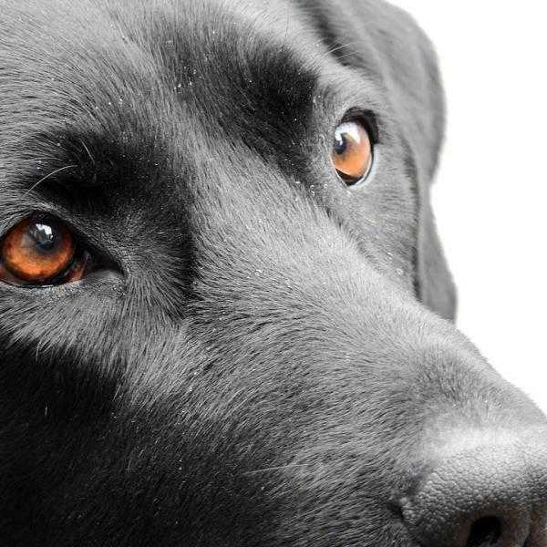 mon chien est tremblant est ce un symptome dune maladie