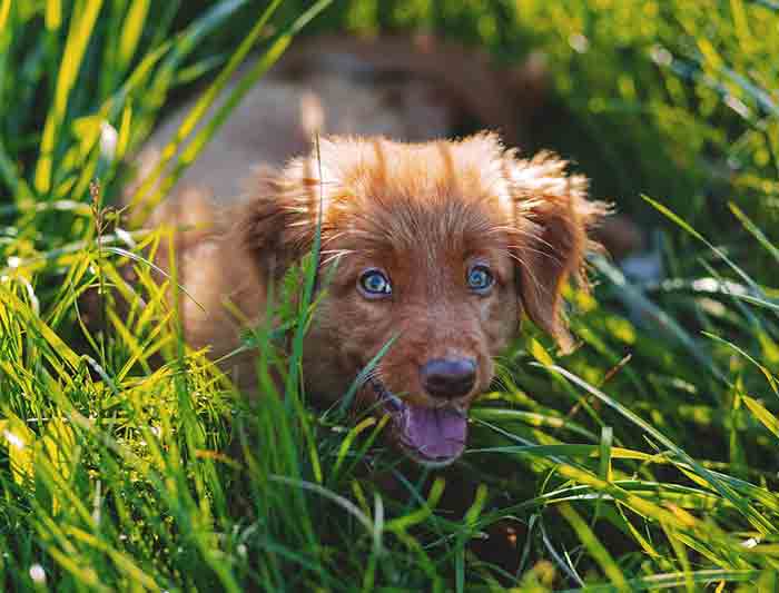 sang dans les selles et lurine du chien quest ce qui le cause