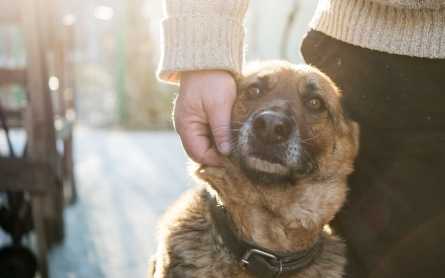 un chien mord un homme qui est en faute