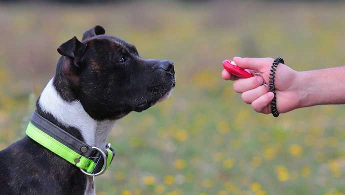 dog clicker training vs compulsion based dog training quel est le meilleur