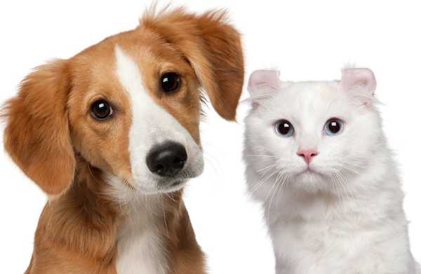 5 faits sur les acariens doreille que les proprietaires de chats et de chiens devraient savoir