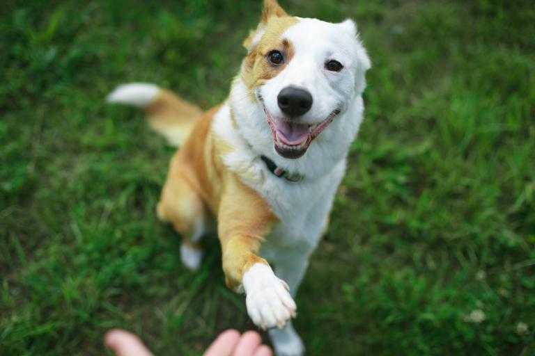 comment gerer le chien obstine obstine