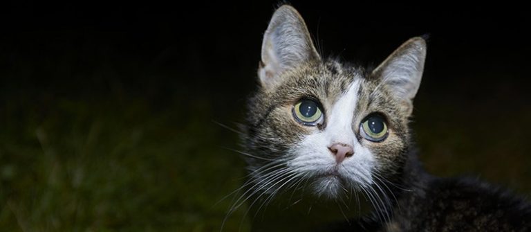 comportement de chat pourquoi votre chat beugle la nuit