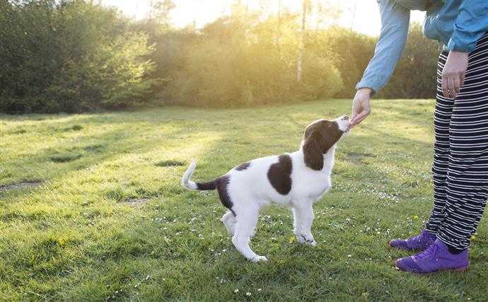 conseils de dressage de chiens comment faire de la formation dobeissance pour votre chien