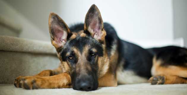 dressage de chien de garde pour lanimal familier